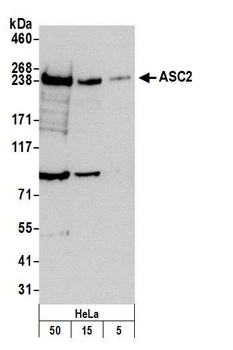 Rabbit ASC2 Antibody
