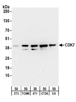 Rabbit CDK7 Antibody