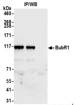 Rabbit BubR1 Antibody