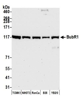 Rabbit BubR1 Antibody