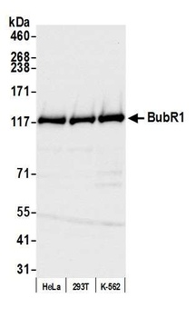 Rabbit BubR1 Antibody