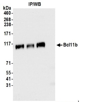 Rabbit Bcl11b Antibody