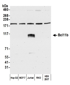 Rabbit Bcl11b Antibody