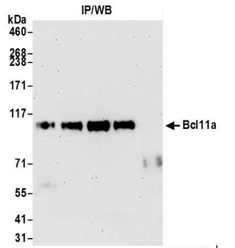Rabbit Bcl11a Antibody