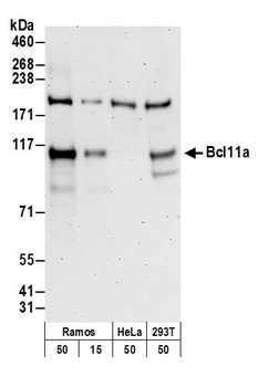 Rabbit Bcl11a Antibody