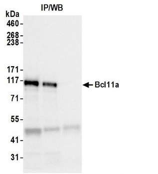 Rabbit Bcl11a Antibody