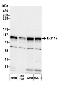 Rabbit Bcl11a Antibody