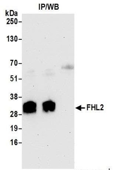 Rabbit FHL2 Antibody