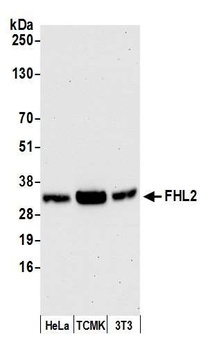 Rabbit FHL2 Antibody