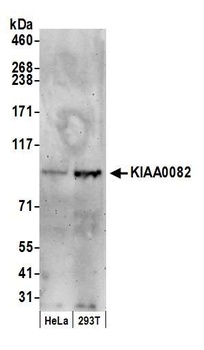 Rabbit KIAA0082 Antibody