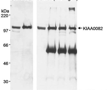 Rabbit KIAA0082 Antibody