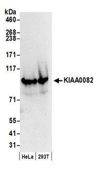 Rabbit KIAA0082 Antibody