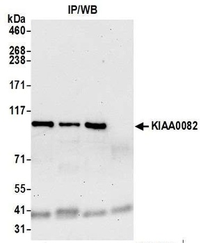 Rabbit KIAA0082 Antibody