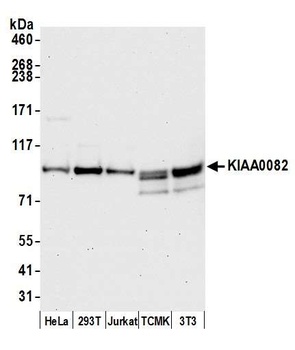 Rabbit KIAA0082 Antibody