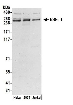 Rabbit hSET1 Antibody