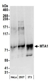 Rabbit MTA1 Antibody