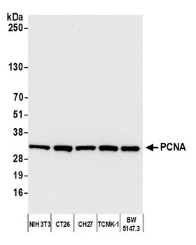 Rabbit PCNA Antibody