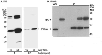 Rabbit PCNA Antibody
