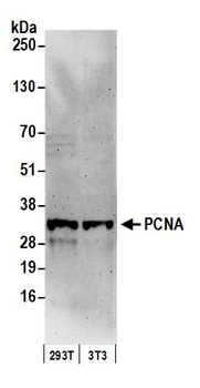 Rabbit PCNA Antibody
