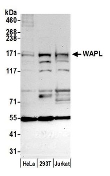 Rabbit anti-WAPL Antibody