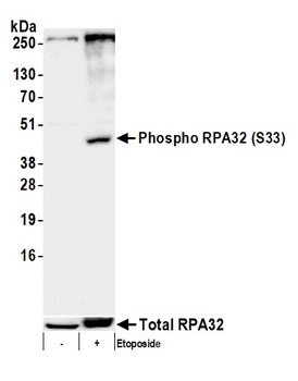 Rabbit Phospho RPA32 (S33) Antibody
