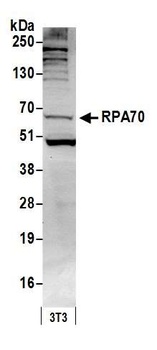 Rabbit RPA70 Antibody