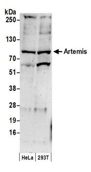 Rabbit Artemis Antibody