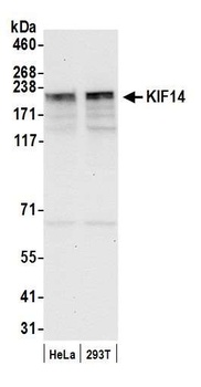 Rabbit KIF14 Antibody