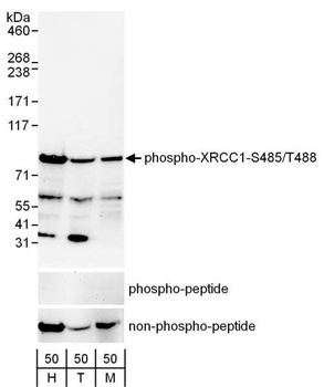Rabbit Phospho XRCC1 (S485/T488) Antibody