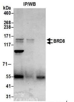Rabbit BRD8 Antibody
