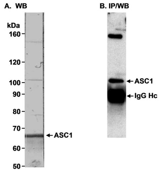 Rabbit TRIP4/ASC-1 Antibody