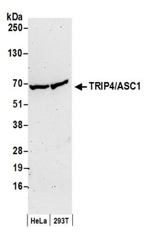 Rabbit TRIP4/ASC-1 Antibody