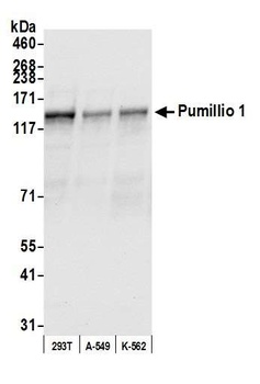 Goat Pumilio 1 Antibody