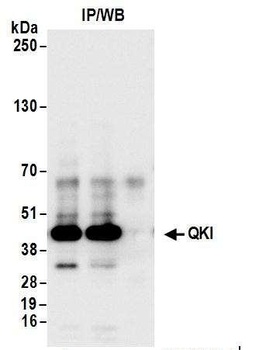 Rabbit QKI Antibody