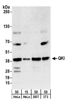 Rabbit QKI Antibody