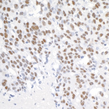 Rabbit PELP1/MNAR Antibody