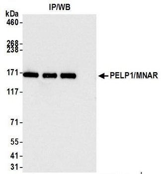 Rabbit PELP1/MNAR Antibody