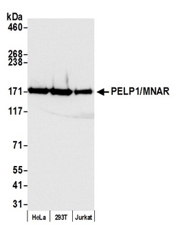 Rabbit PELP1/MNAR Antibody