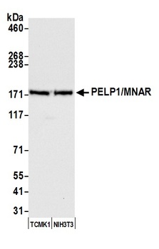 Rabbit PELP1/MNAR Antibody