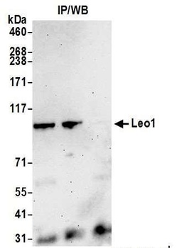 Rabbit Leo1 Antibody