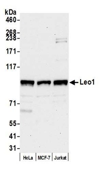 Rabbit Leo1 Antibody