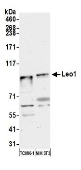 Rabbit Leo1 Antibody