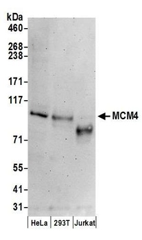 Goat MCM4 Antibody