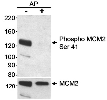 Rabbit Phospho MCM2 (S41) Antibody