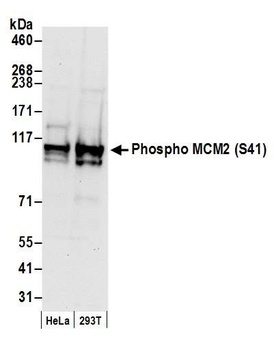 Rabbit Phospho MCM2 (S41) Antibody