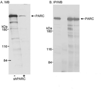Rabbit PARC/H7-AP1 Antibody