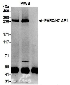 Rabbit PARC/H7-AP1 Antibody