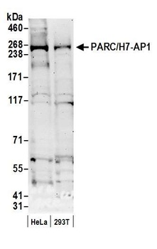 Rabbit PARC/H7-AP1 Antibody
