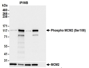 Rabbit Phospho MCM2 (S108) Antibody