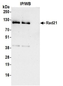 Rabbit Rad21 Antibody